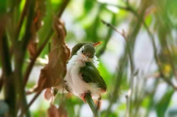 Pollitos Sastre Comunes Sentados Árbol Esperando Comida — Foto de Stock