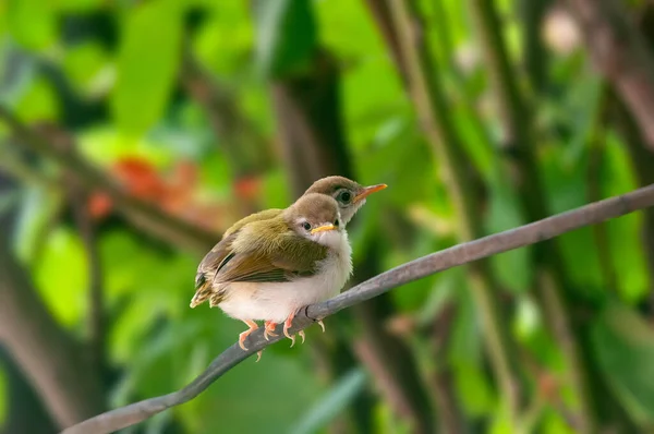 Pair Common Tailorbird Chicks Tree Branch — Stock Photo, Image