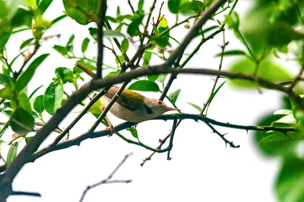 Common Tailorbird Sitting Tree Perch — Stock Photo, Image