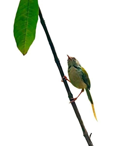 Common Tailorbird Sitting Tree Perch — Stock Photo, Image