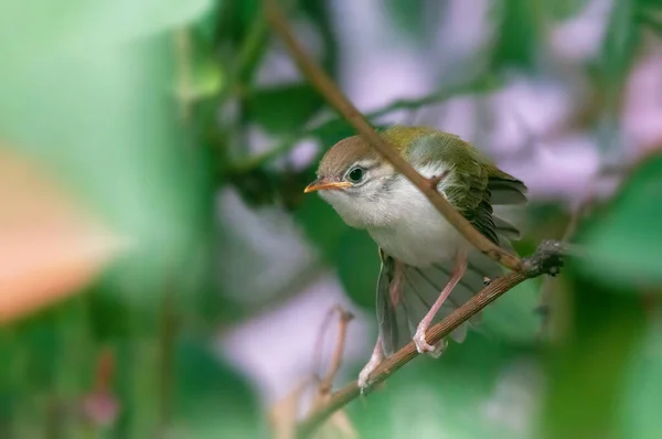 Pollito Sastre Común Está Tomando Estiramiento Una Rama Árbol — Foto de Stock