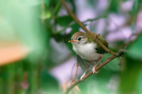 Pollito Sastre Común Está Tomando Estiramiento Una Rama Árbol —  Fotos de Stock