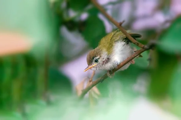 Pollito Sastre Común Está Tomando Estiramiento Una Rama Árbol —  Fotos de Stock