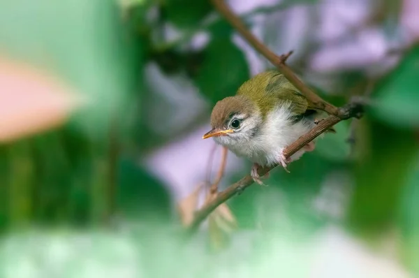 鳥の雛が木の枝を伸ばしている — ストック写真