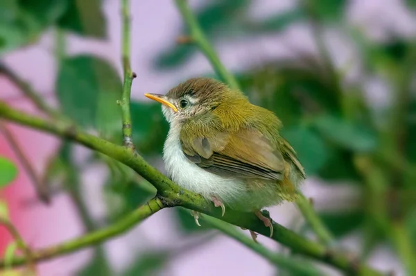 Sastre Común Está Sentado Una Percha Árbol — Foto de Stock