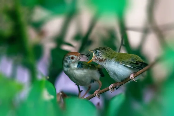 Gewone Tailorbird Het Voeden Van Een Kuiken — Stockfoto