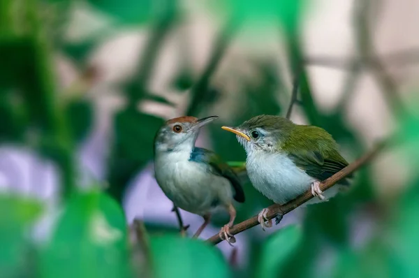 Gewone Tailorbird Met Chick Zit Een Boom — Stockfoto