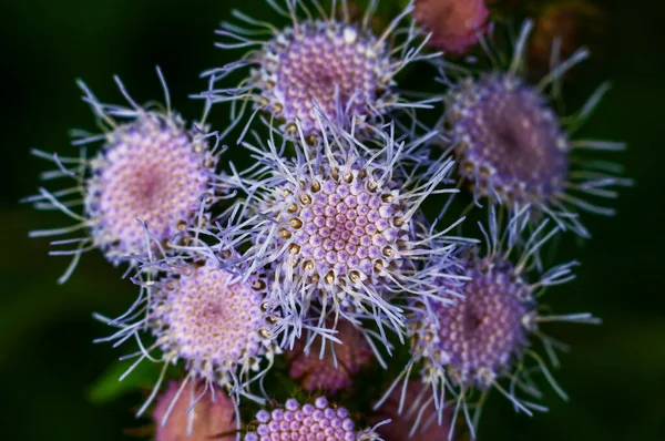 植物上的紫色花束 — 图库照片