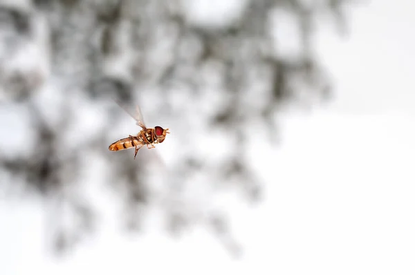 Bee Sta Volando Alta Velocità — Foto Stock