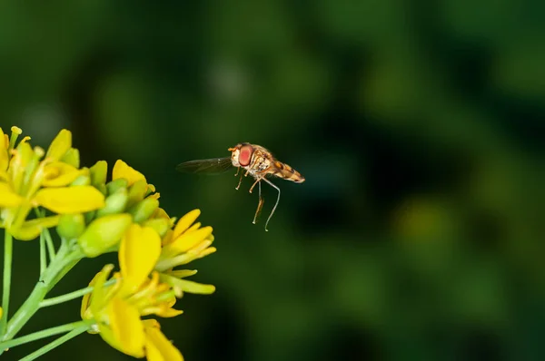 Bee Hovering Mustard Flowers — Stock Photo, Image