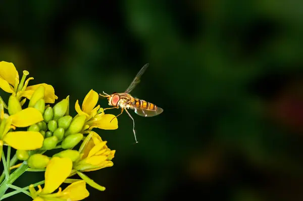 Bijen Zweven Mosterdbloemen — Stockfoto