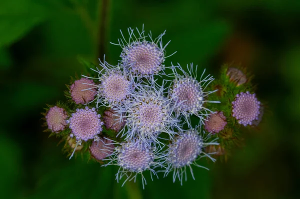 Paarse Bloemen Ruiker Een Plant — Stockfoto