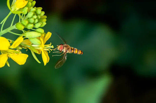 stock image Bee is sucking nectar from mustard flowers