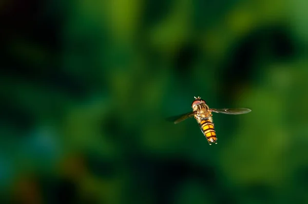 Пчела Зеленом Цвете — стоковое фото