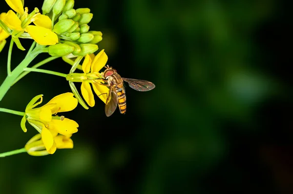 Ape Succhia Nettare Dai Fiori Senape — Foto Stock