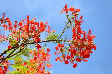 alev ağacı veya royal poinciana ağaç