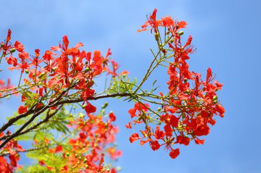 Flame Tree or Royal Poinciana Tree clipart