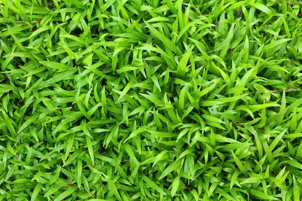 Yeşil alanlar için boş zaman ve gıda hayvan çiftliği