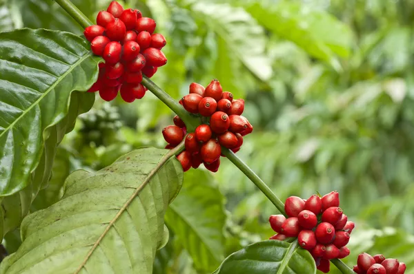 Κόκκινα φασόλια καφέ ώριμο για τον κλάδο του καφεόδεντρου — Φωτογραφία Αρχείου