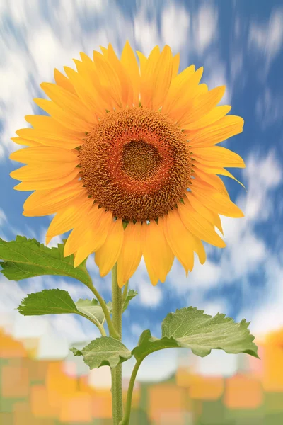 parlak mavi gökyüzü ile güzel ayçiçeği