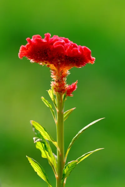 cockscomb - yün çiçekler - çiçek beyin celosia