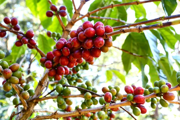 Grãos de café vermelhos e verdes maduros no ramo da planta de café — Fotografia de Stock