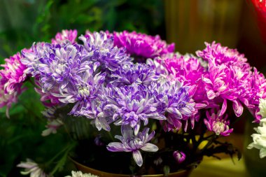 Parlak mor ve beyaz kasımpatı buketi kapanıyor.