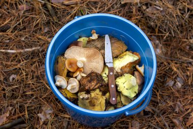 Ormanda bir kova mantar toplayıcısı ve sonbaharda yakın plan bir bıçak.