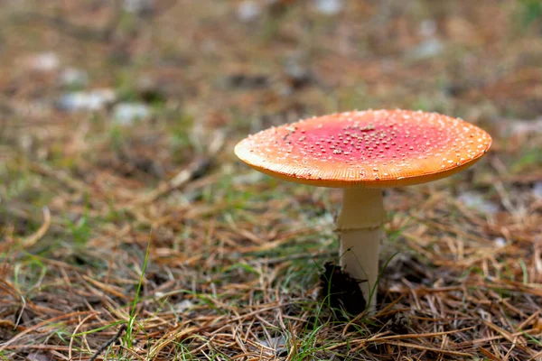 Jasnoczerwony Trujący Grzyb Mucha Agaric Plamkami Czapce Rośnie Lesie Zbliżenie — Zdjęcie stockowe