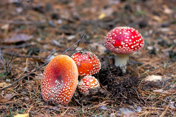 Helder Rood Giftige Paddenstoel Vliegen Agarisch Met Vlekken Kap Groeien — Stockfoto