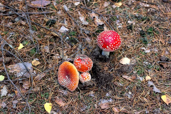 Setas Venenosas Color Rojo Brillante Vuelan Agáricas Con Manchas Tapa — Foto de Stock