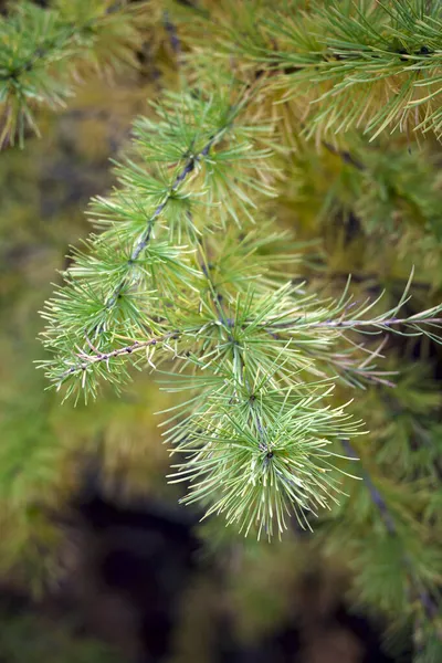 松软绿色针尖的落叶松枝 — 图库照片