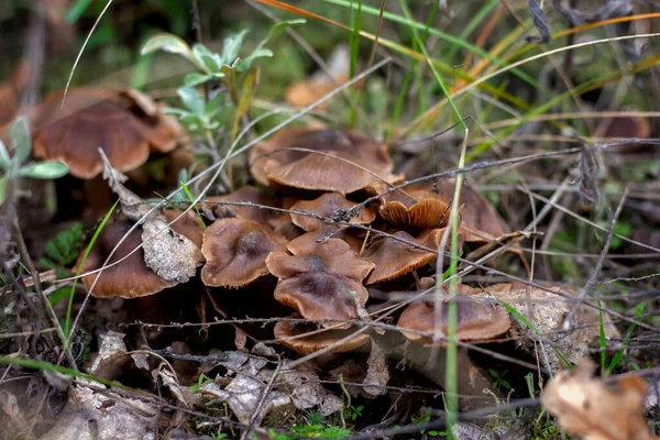 Ormanda Sonbaharda Yenebilir Kahverengi Mantarlar Kapanıyor — Stok fotoğraf