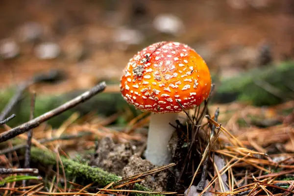 Bright Red Poisonous Mushroom Fly Agaric Specks Cap Growing Forest — Stock Photo, Image