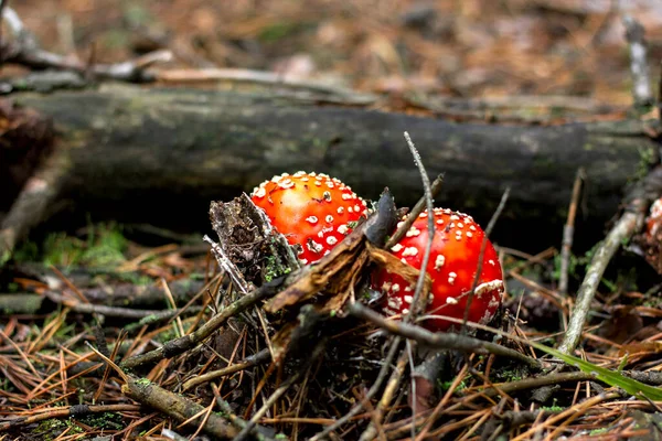 Kirkkaan Punainen Myrkyllinen Sieni Lentää Agaric Kanssa Täpliä Korkki Kasvaa — kuvapankkivalokuva