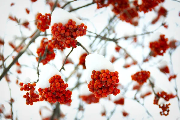 Cenere Rowan Arancione Brillante Appesa Grappoli Rami Ricoperti Uno Spesso — Foto Stock