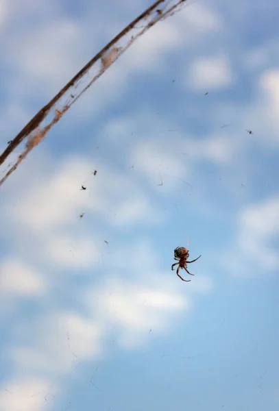 Large Spider Pattern Abdomen Sits Fishing Line Background Sky Close — Fotografia de Stock