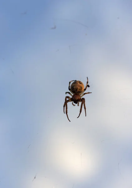 Uma Aranha Grande Com Padrão Abdômen Senta Linha Pesca Contra — Fotografia de Stock