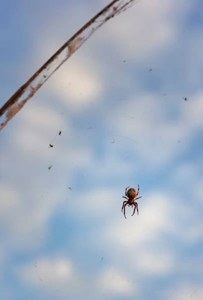 一种腹部有花纹的大型蜘蛛 在靠近天空的背景下坐在钓丝上 — 图库照片