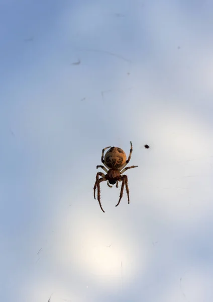 Large Spider Pattern Abdomen Sits Fishing Line Background Sky Close — Zdjęcie stockowe