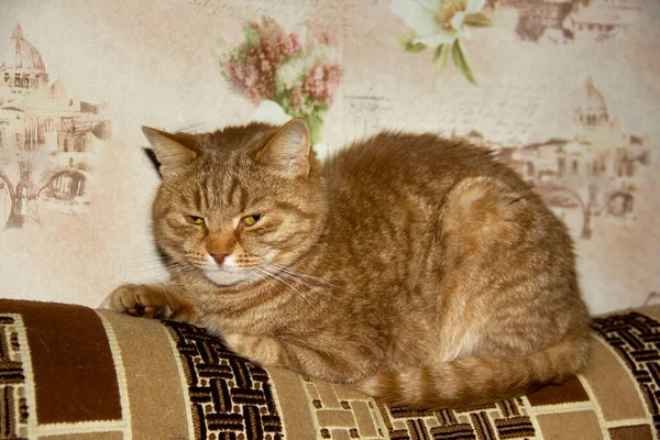 Stor Missnöjd Ingefära Katt Sitter Baksidan Soffan Närbild — Stockfoto