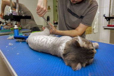 Profesyonel olarak makas ve makas kullanarak masanın üzerinde gri tüylü bir kedinin saçını kesiyorum.