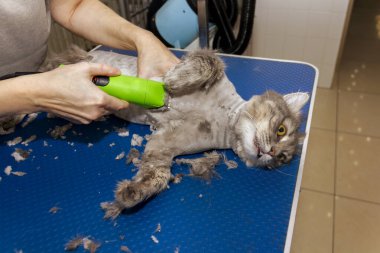 Profesyonel olarak makas ve makas kullanarak masanın üzerinde gri tüylü bir kedinin saçını kesiyorum.