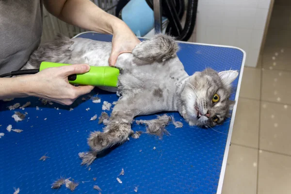 Peinado Corte Pelo Gato Gris Esponjoso Mesa Profesionalmente Utilizando Clipper — Foto de Stock