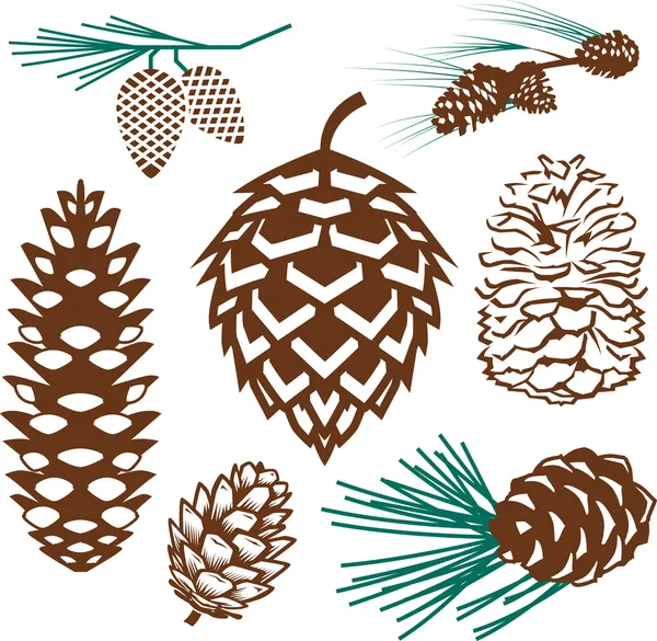 Pinecone Collection — Stock Vector