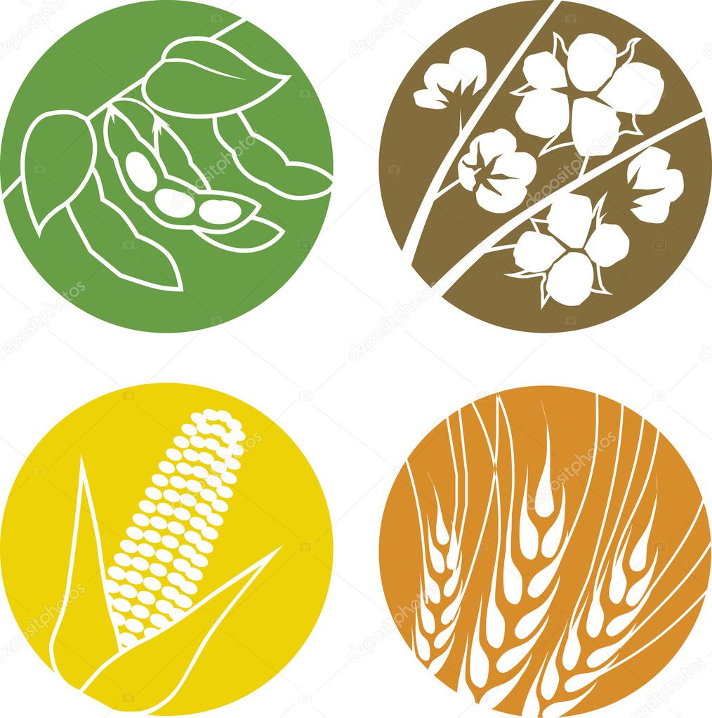 Soybeans, Cotton, Corn and Wheat Stock Vector by ©bigredlink 32162947