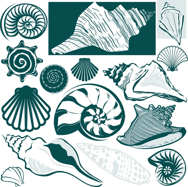 Shell Collection — Stock Vector