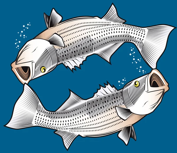 Striped Bass — Stock Vector