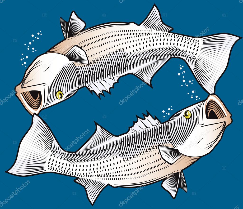 Free Free 138 Striped Bass Svg SVG PNG EPS DXF File