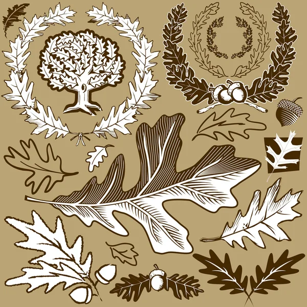 Колекція дубового листя — стоковий вектор